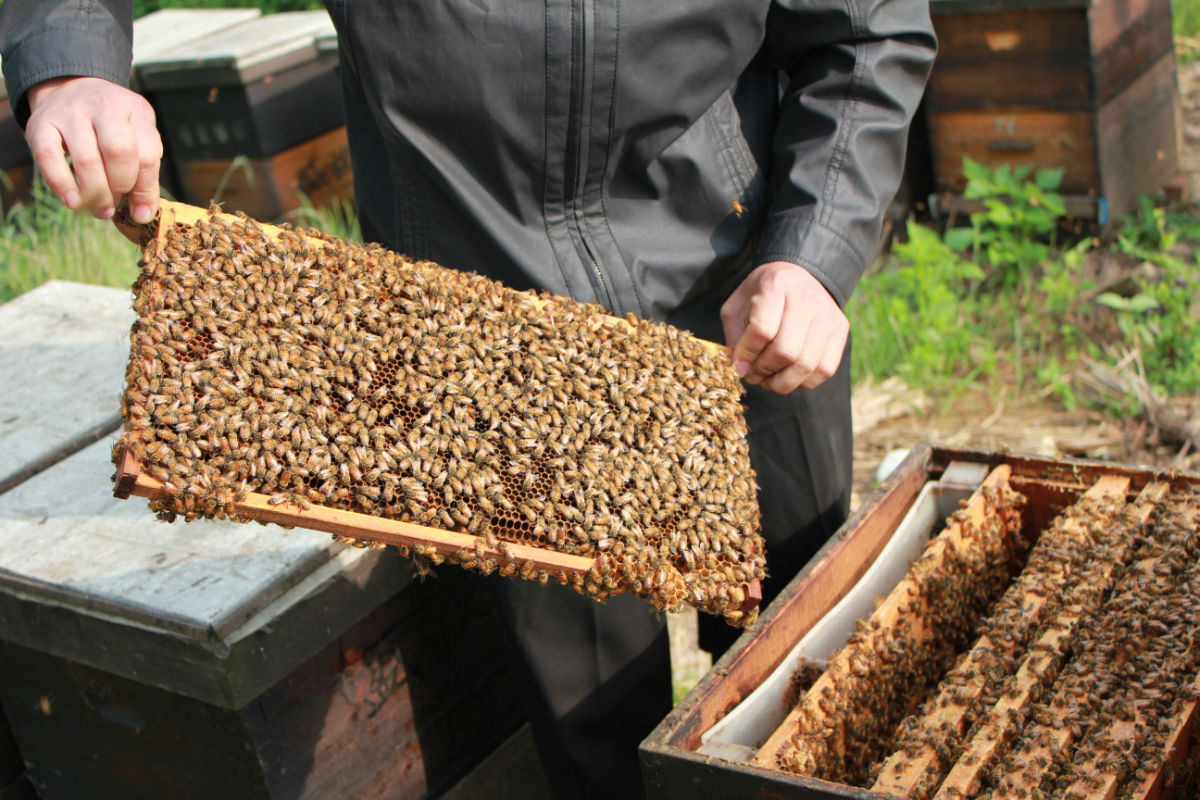 王凯优质枇杷蜂蜜500g 纯天然正品真蜂蜜 王凯酿蜜总经销满包邮图片_9