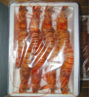 冰冻野生东海大对虾10头/盒(净重500g)长期超低价批发欢迎来电