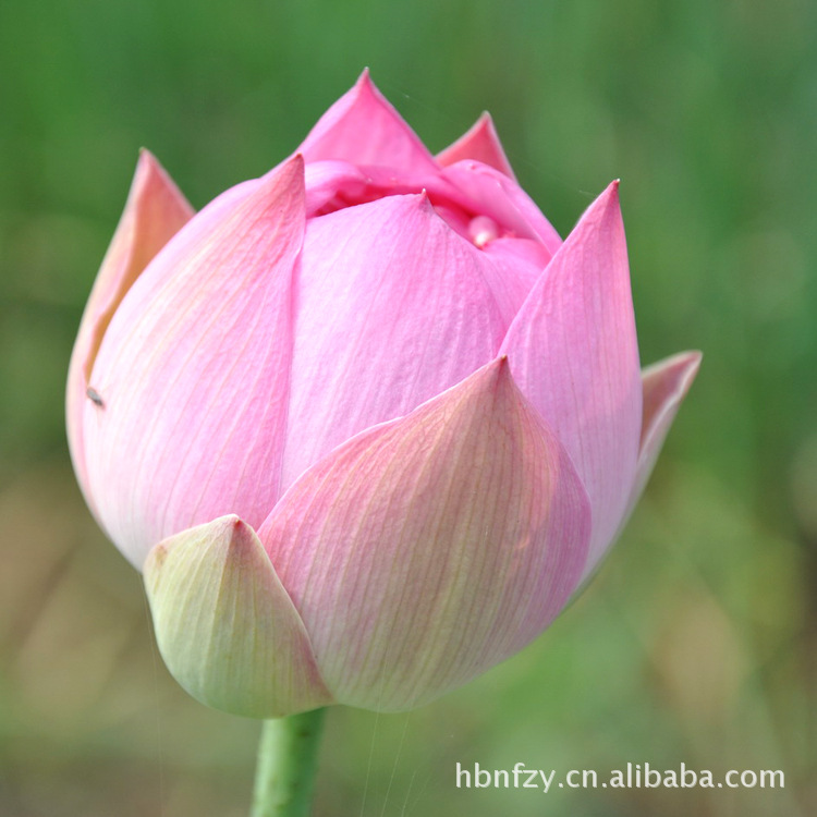 荷花,又名莲花,水芙蓉等,属睡莲科多年生水生草本花卉.