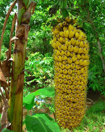 【代办出售海南小米蕉 皇帝蕉 水果 热带水果 海