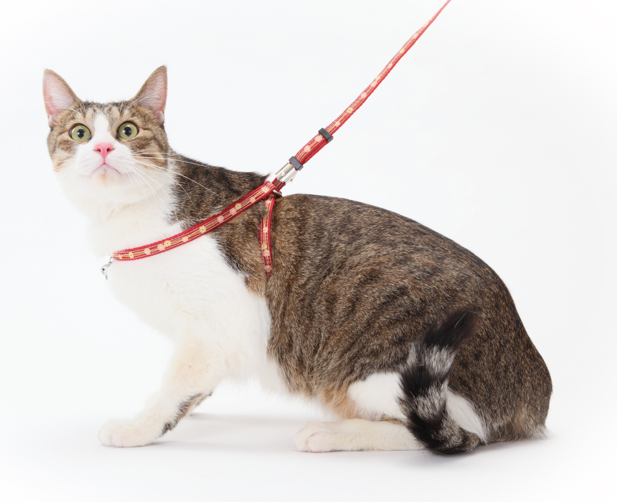 【petio 宠物用品 猫狗胸背带 猫小町 山茶花背