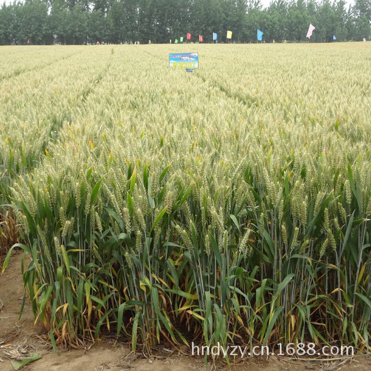 供应高产优质小麦种子 百农207 高产粮食作物种子图片_4