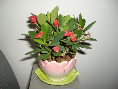 【虎刺梅 麒麟花 红孩儿 盆栽小植物 单株】