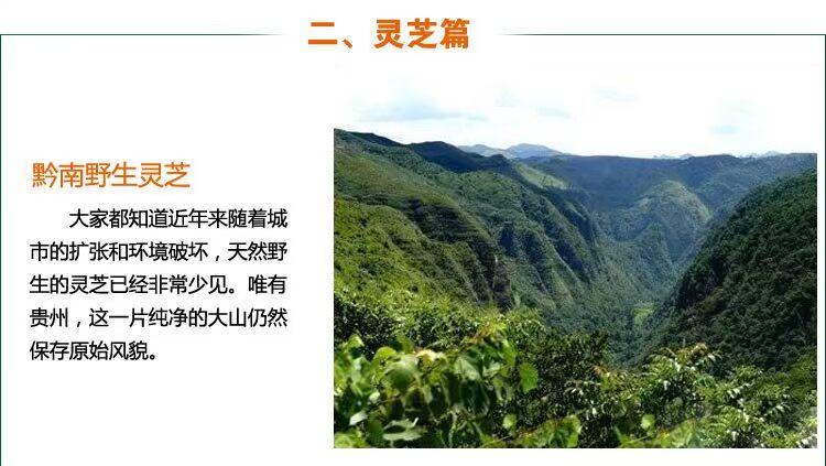 灵芝1