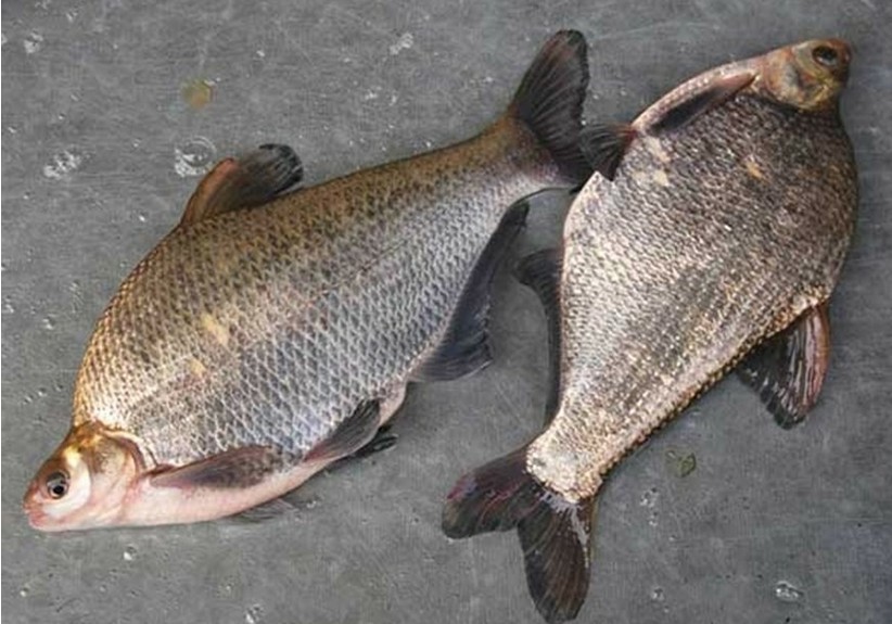 【扁鱼】价格,厂家,图片,鱼类,福州百华贸易有限公司-马可波罗网