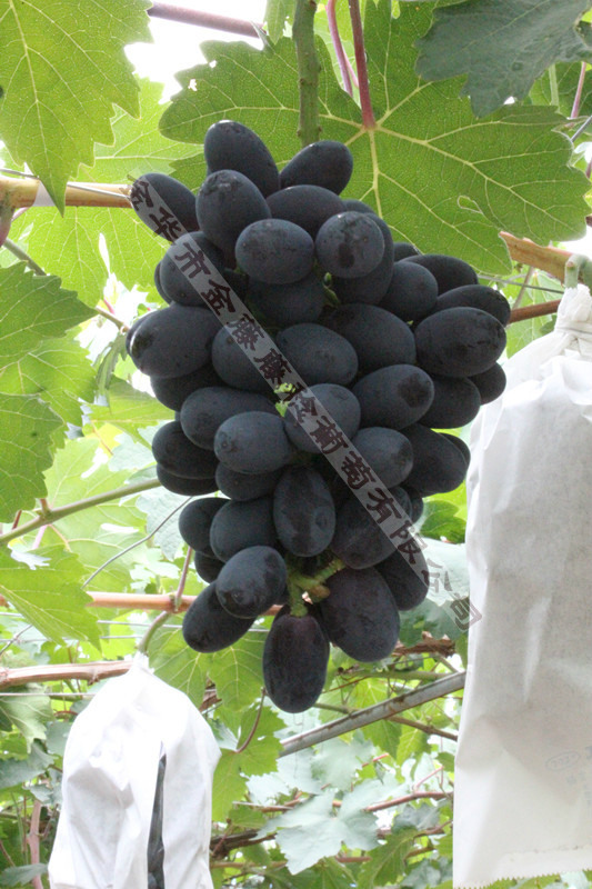 水果种子、种苗-黑阿如法\/金华葡萄基地\/葡萄苗