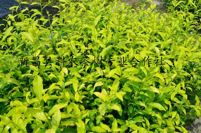 黄金芽茶苗 纯度100%保证 高档新品种
