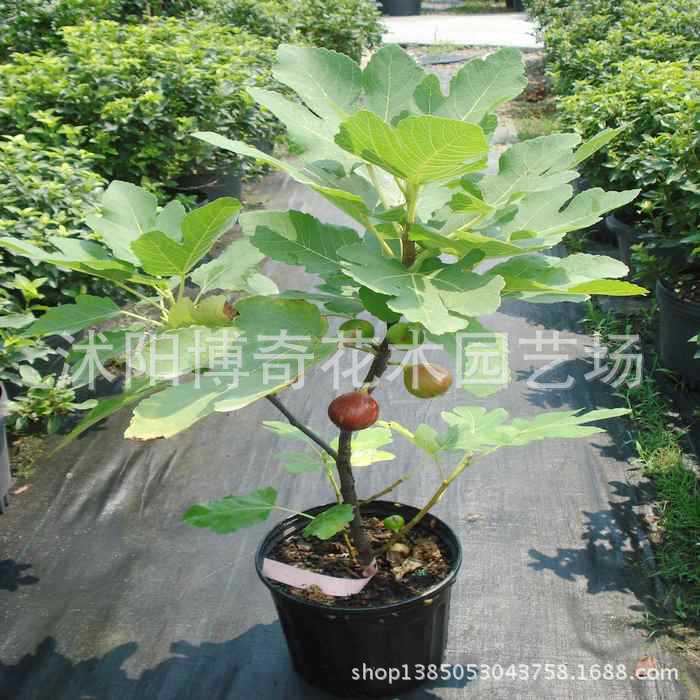 果树-供应盆栽果树苗木 猕猴桃苗 猴桃树苗嫁接