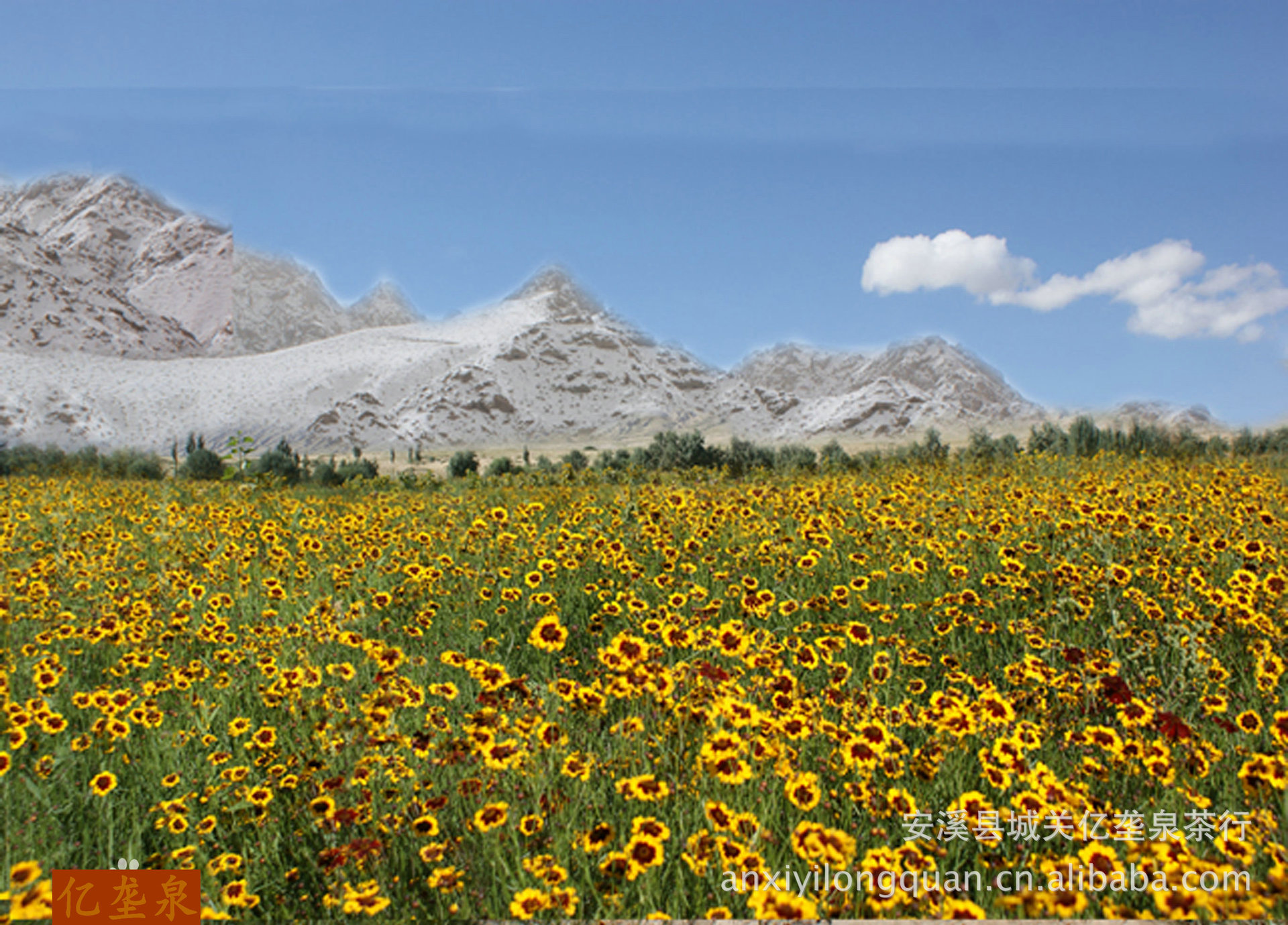 【雪菊 高山昆仑雪菊特级 新疆雪菊 菊花茶 天山