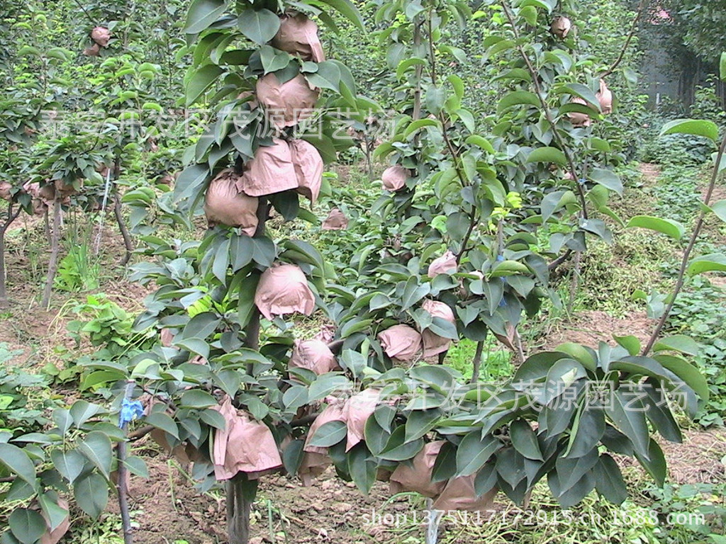 果树-直销梨树苗,实生梨树苗,优质实生嫁接梨树