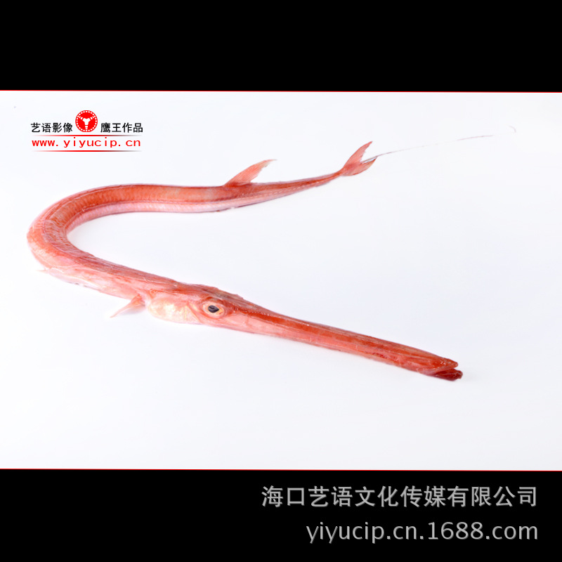 DSC_8490长嚼鱼