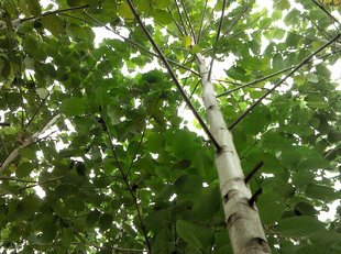 乔木-团花即黄梁木-乔木尽在阿里巴巴-漳浦丹井