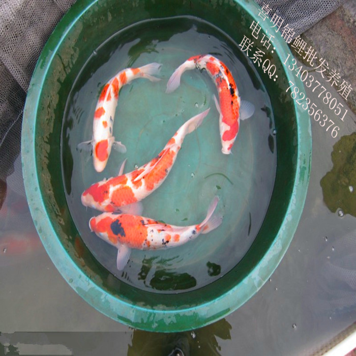 高档大正三色锦鲤