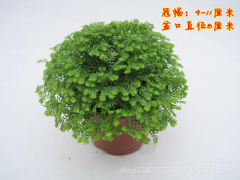 绿地珊瑚蕨_副本