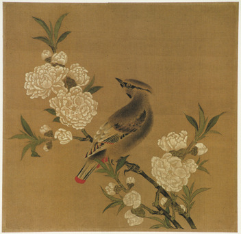 桃花山鸟?