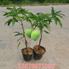 求购芒果苗_求购芒果苗批发_求购芒果苗供应