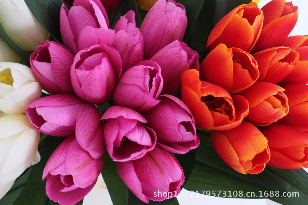 12头少叶郁金香6（Tulip Bunch) SJB1247