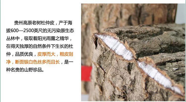 杜仲2
