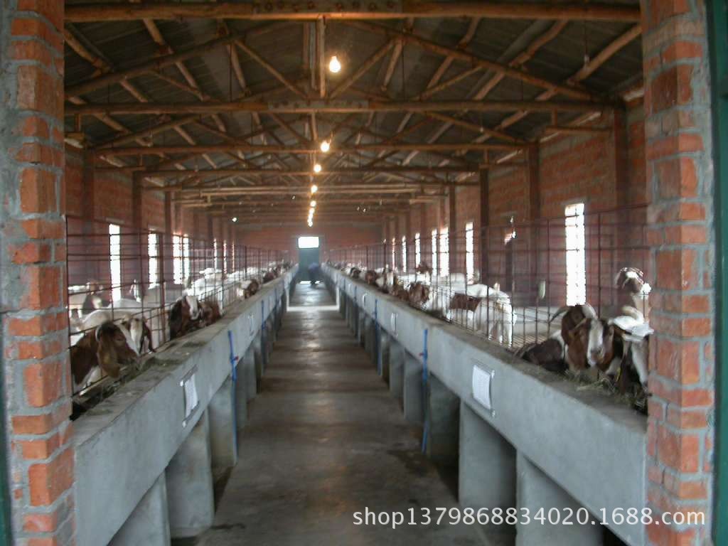 羊-波尔山羊最大种羊场波尔山羊养殖技术波尔