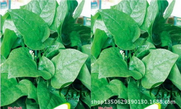 【蔬菜种子前景菜木耳种子菜紫角叶鲜嫩豆腐食品安全v前景图片