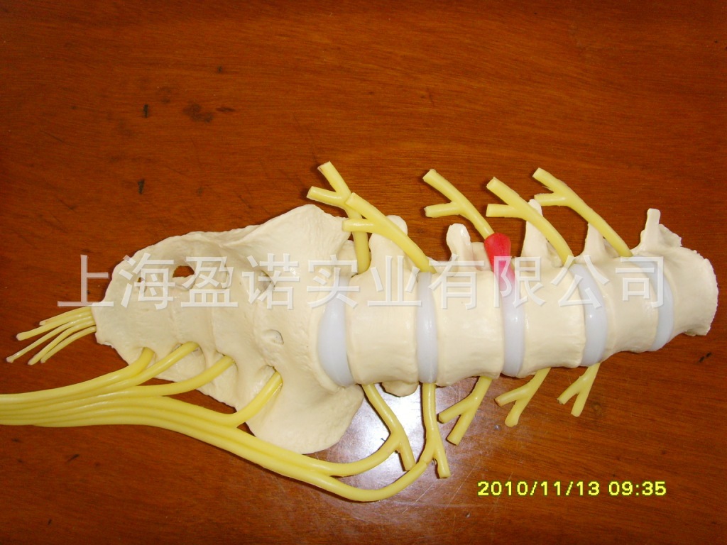 医药教学器材-豪华颈椎肌肉模型 颈椎 颈动脉 