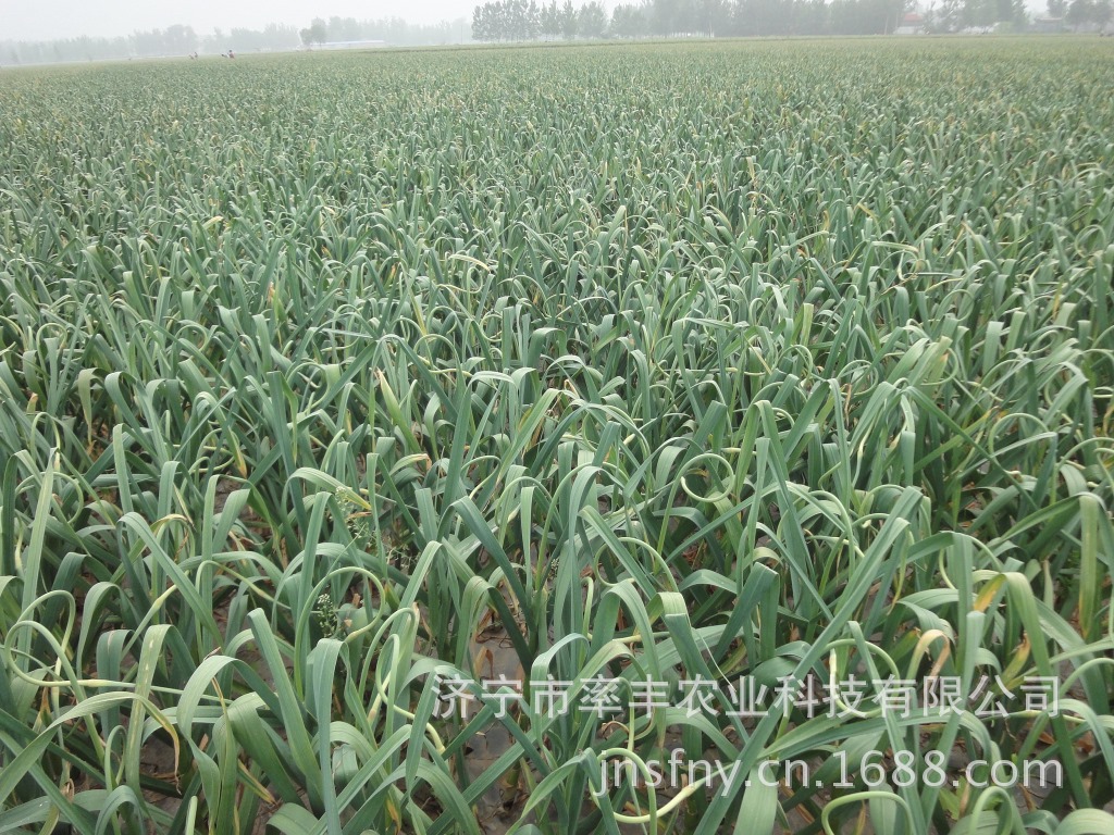 【超高产紫红皮蒜种金育3号】