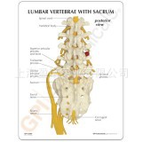 供应腰椎骶骨附神经模型骨骼模型