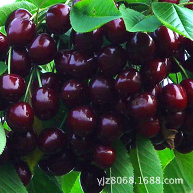 【正品 紫樱桃批发 优质产品自产樱桃 新鲜水果