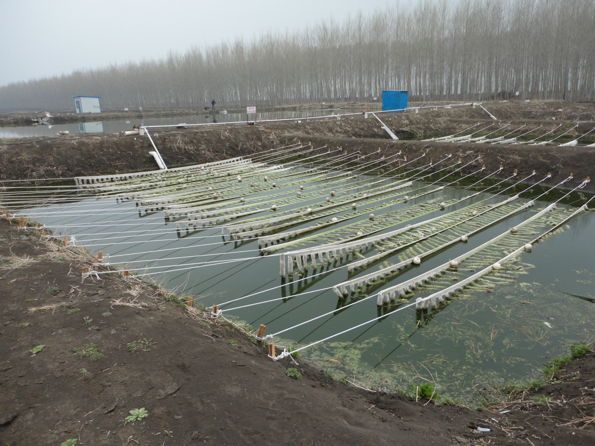 国家专利碳纤维净水填料人工水草生态碳纤维草人工湿地