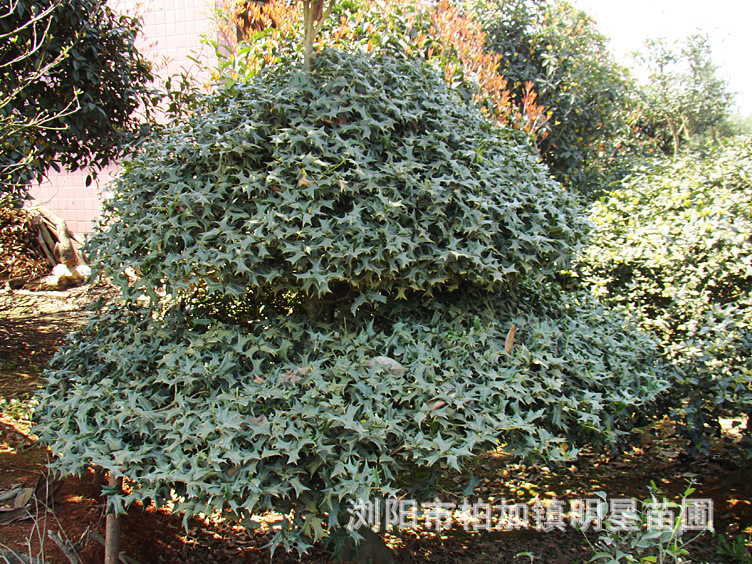 【明星苗圃批发勾骨 价格实惠 规格齐全 欢迎来