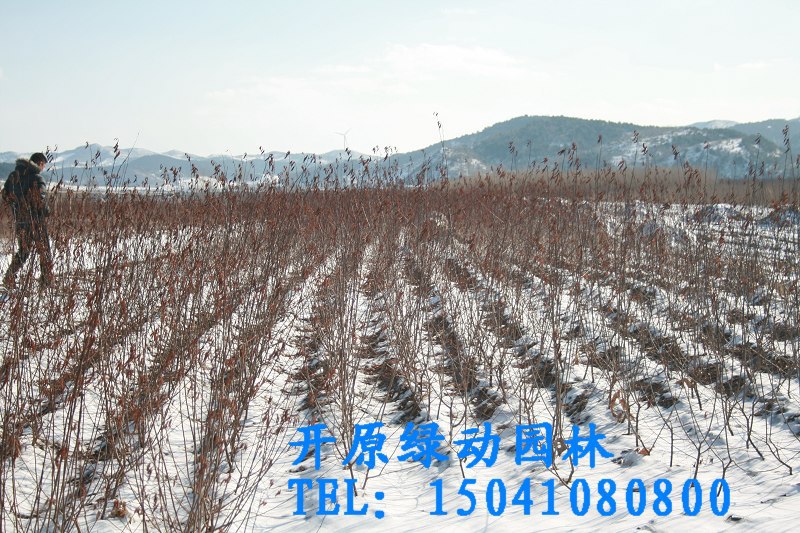 【密枝红叶李 多分枝密枝红叶李 地径一公分密