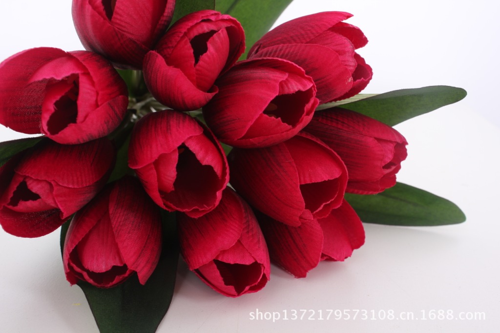 12头少叶郁金香7（Tulip Bunch) SJB1247