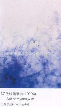 放线菌装片