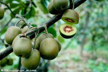 【江山徐香猕猴桃树苗 正宗新西兰黄金奇异果