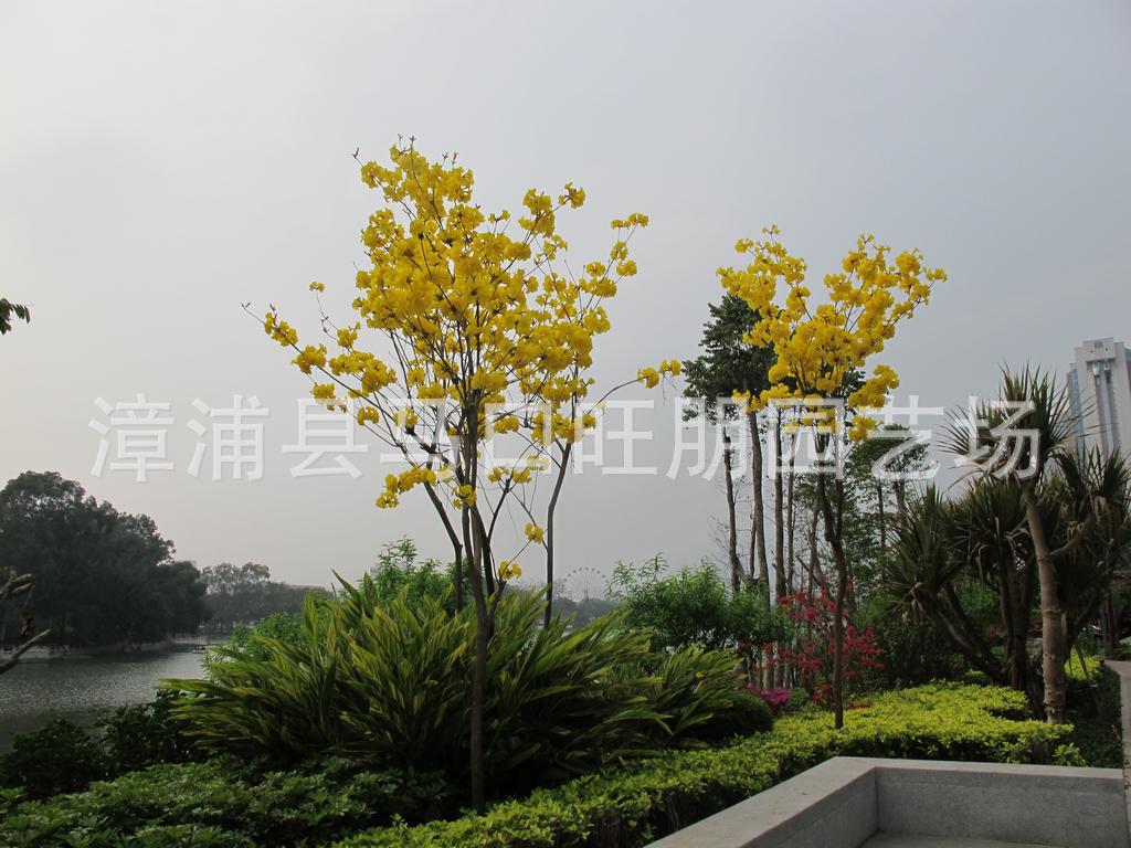 【米径5公分 优质黄花风铃木移植袋苗】价格,