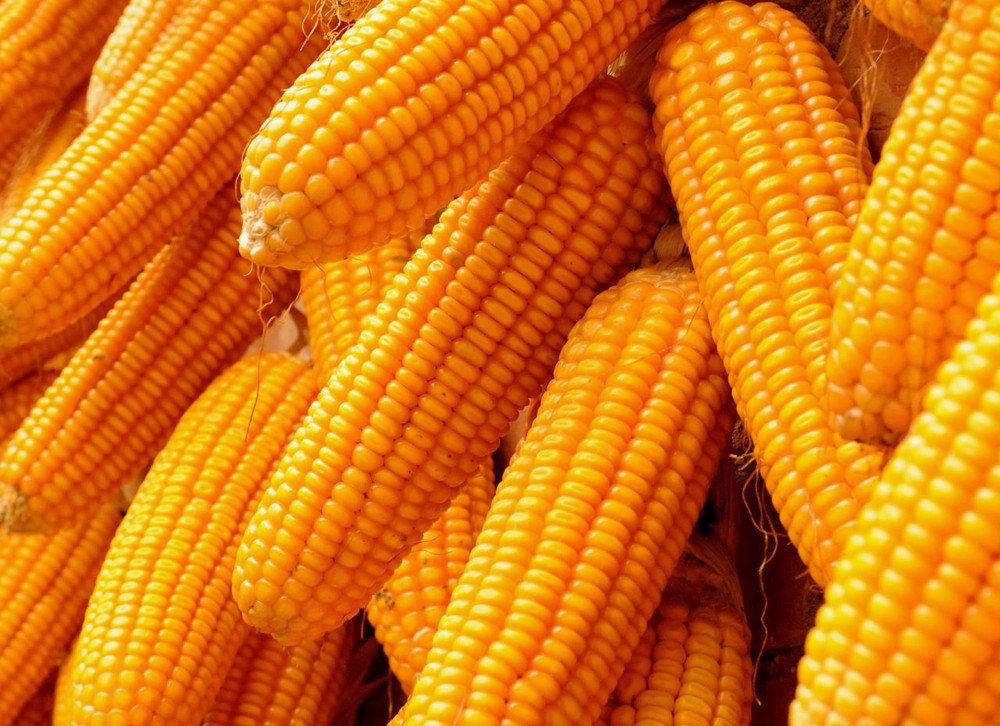 甜玉米-求购秋季甜玉米品种,航育1号、糯甜香