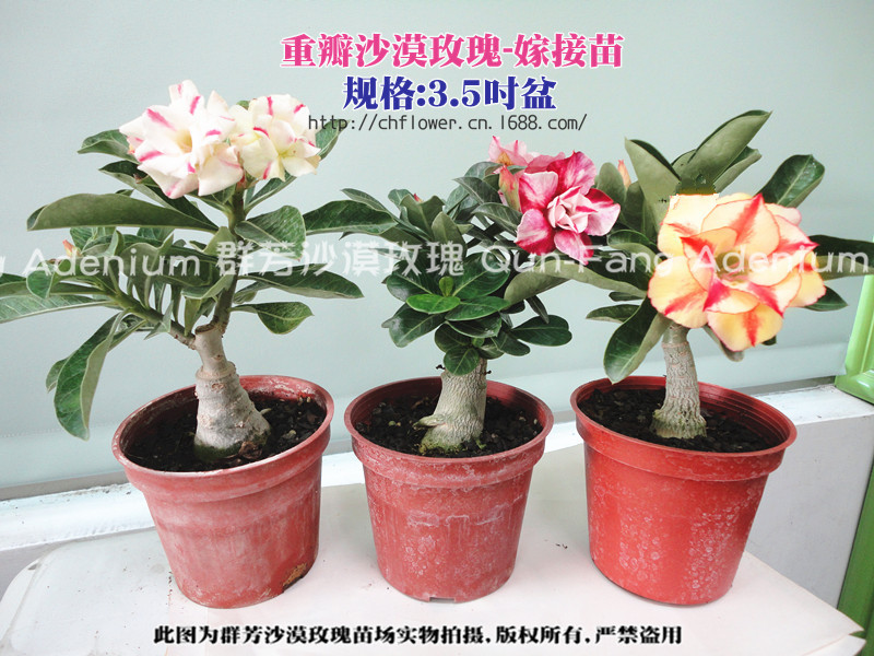 【群芳沙漠玫瑰】4.紫牡丹(重瓣嫁接苗-指定品种) 多肉植物批发