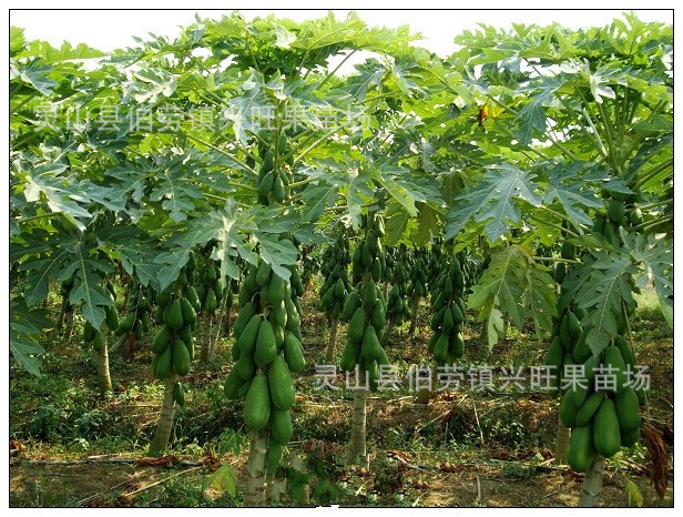 果树-厂家直销 夏威夷木瓜苗 番木瓜苗 黄皮红