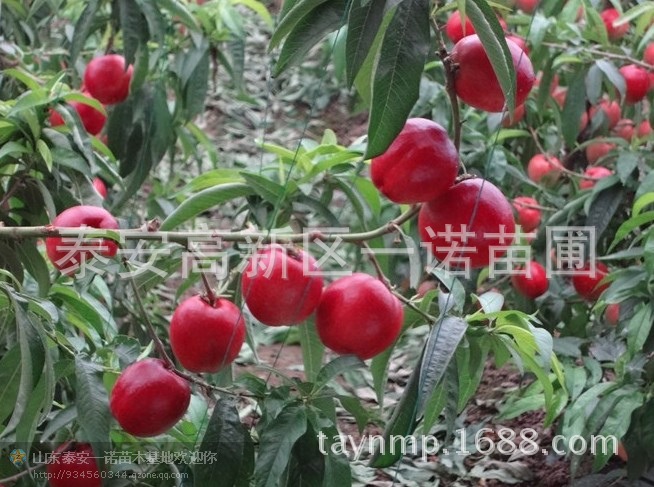 树苗-柑橘树苗--阿里巴巴采购平台求购产品详情