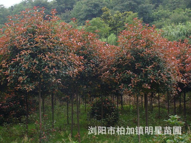 【湖南浏阳明星苗圃 供应高品质高杆红叶石楠