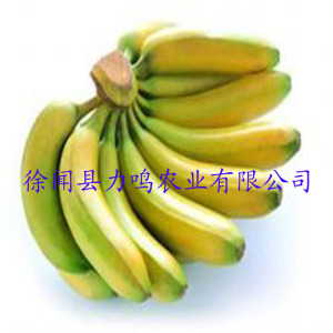 【香蕉产地】香蕉产地价格\/图片_香蕉产地批发