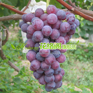 果树-可盆栽地栽植果树物早熟葡萄苗 紫珍香 酸