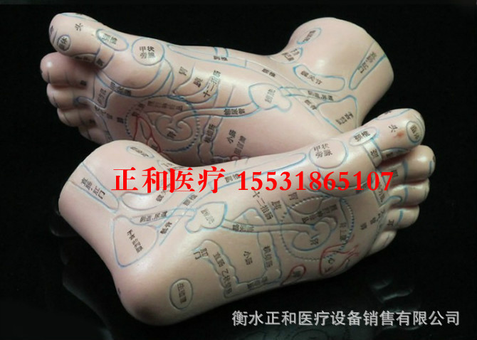 13cm足部反射区模型足模型脚模型足穴位模型经络通足部模型教学模