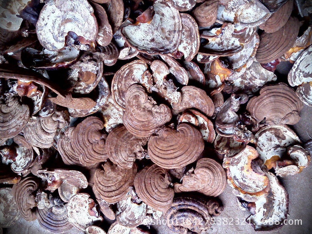 灵芝;中药材 图片_高清大图 - 阿里巴巴