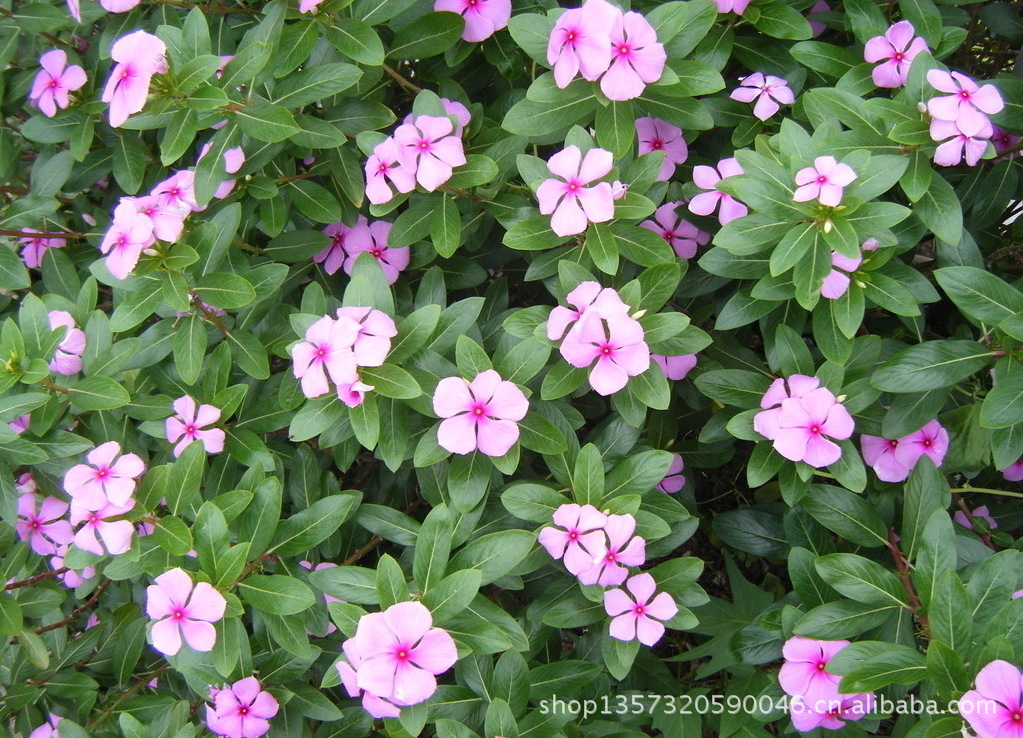 一、二年生花卉-江西花卉 南昌花卉 时令宿根草