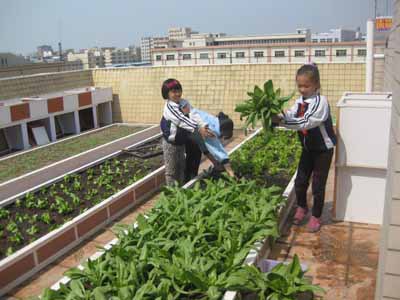 致富牌种植箱 阳台种菜 屋顶种菜 阳台菜园 组合式