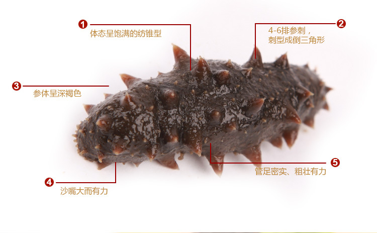 中国钓鱼节 威海海鲜红一切 新鲜半干参 鲜海参批发 山东海产品厂
