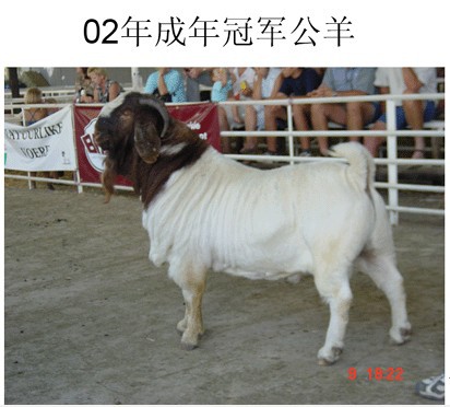 安徽萨能奶山羊养殖场 萨能奶山羊价格 养殖5