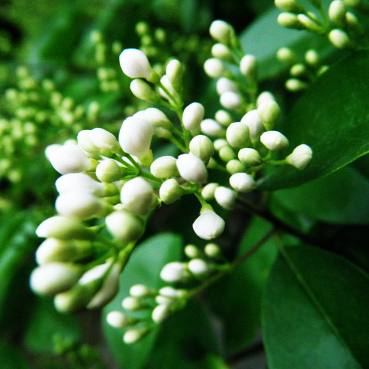 种苗、种子、种球-大叶<em>女贞</em>种子 红果冬青 火炮