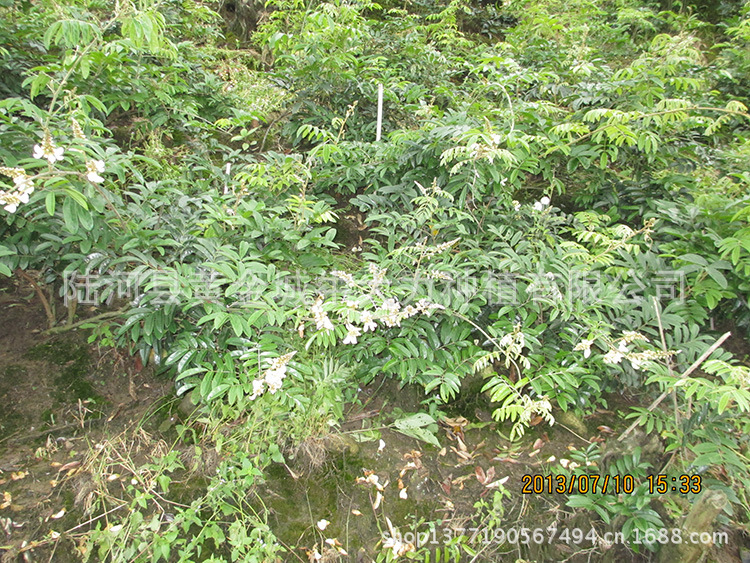 野生牛大力根 牛大力中药材批发 种植园直销